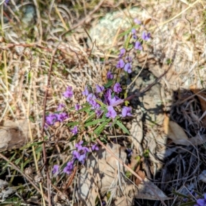 Hovea heterophylla at Tuggeranong, ACT - 31 Jul 2023 11:56 AM