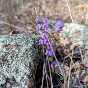 Hovea heterophylla at Tuggeranong, ACT - 31 Jul 2023