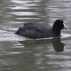 Fulica atra (Eurasian Coot) at West Albury, NSW - 30 Jul 2023 by KylieWaldon