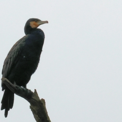 Phalacrocorax carbo (Great Cormorant) at West Albury, NSW - 30 Jul 2023 by KylieWaldon