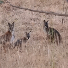 Notamacropus rufogriseus (Red-necked Wallaby) at Tuggeranong, ACT - 30 Jul 2023 by HelenCross