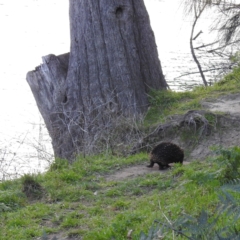 Tachyglossus aculeatus (Short-beaked Echidna) at Kambah Pool - 30 Jul 2023 by HelenCross