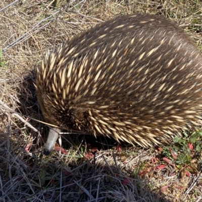Tachyglossus aculeatus (Short-beaked Echidna) at Lower Molonglo - 31 Jul 2023 by Steve_Bok
