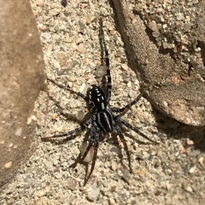 Nyssus coloripes (Spotted Ground Swift Spider) at Florey, ACT - 31 Jul 2023 by KorinneM