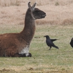 Corvus coronoides (Australian Raven) at Kambah, ACT - 29 Jul 2023 by HelenCross