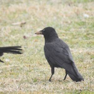 Corvus coronoides at Kambah, ACT - 29 Jul 2023