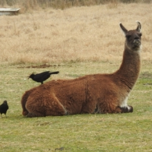 Corcorax melanorhamphos at Kambah, ACT - 29 Jul 2023