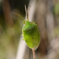 Ocirrhoe unimaculata at Rendezvous Creek, ACT - 10 May 2023 by RobG1