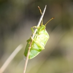 Stauralia sp. (genus) at Rendezvous Creek, ACT - 10 May 2023