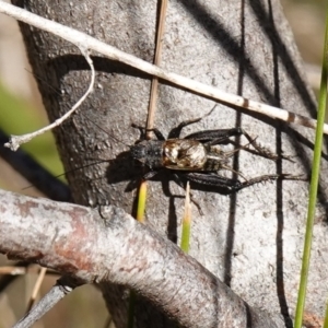 Bobilla sp. (genus) at Rendezvous Creek, ACT - 10 May 2023 01:37 PM