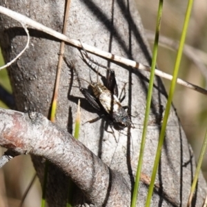 Bobilla sp. (genus) at Rendezvous Creek, ACT - 10 May 2023 01:37 PM