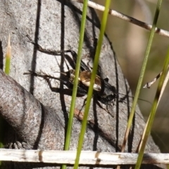 Bobilla sp. (genus) at Rendezvous Creek, ACT - 10 May 2023 01:37 PM