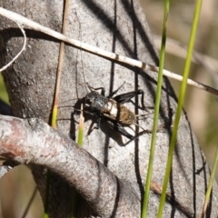 Bobilla sp. (genus) at Rendezvous Creek, ACT - 10 May 2023 01:37 PM