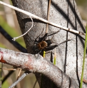 Bobilla sp. (genus) at Rendezvous Creek, ACT - 10 May 2023 01:37 PM