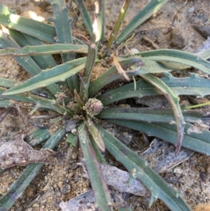 Plantago coronopus at Goulburn, NSW - 27 Jul 2023