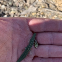 Plantago coronopus at Goulburn, NSW - suppressed