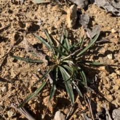 Plantago coronopus at Goulburn, NSW - 27 Jul 2023