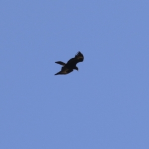 Aquila audax at Kambah, ACT - 31 Jul 2023 01:04 PM