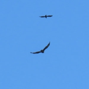 Aquila audax at Kambah, ACT - 31 Jul 2023 01:04 PM