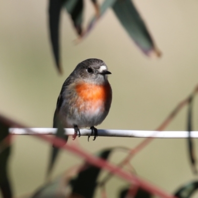 Petroica boodang (Scarlet Robin) at Kambah, ACT - 31 Jul 2023 by RodDeb