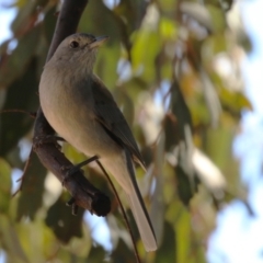 Colluricincla harmonica (Grey Shrikethrush) at Kambah, ACT - 31 Jul 2023 by RodDeb