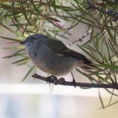 Pachycephala pectoralis (Golden Whistler) at Kambah, ACT - 31 Jul 2023 by RodDeb