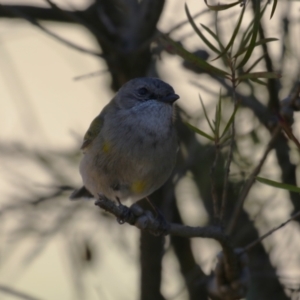 Pachycephala pectoralis at Kambah, ACT - 31 Jul 2023 12:50 PM