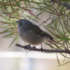 Pachycephala pectoralis at Kambah, ACT - 31 Jul 2023 12:50 PM