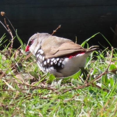 Stagonopleura guttata (Diamond Firetail) - 1 Jan 1900 by RodDeb