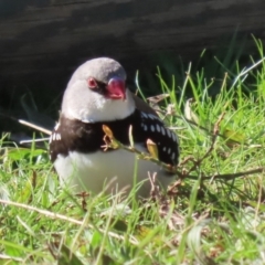 Stagonopleura guttata at Kambah, ACT - 31 Jul 2023