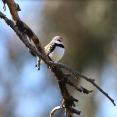 Stagonopleura guttata at Kambah, ACT - 31 Jul 2023