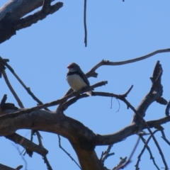 Stagonopleura guttata at Kambah, ACT - 31 Jul 2023