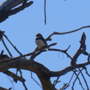 Stagonopleura guttata at Kambah, ACT - 31 Jul 2023