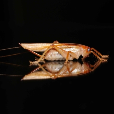 Unidentified Katydid (Tettigoniidae) at Wellington Point, QLD - 31 Jul 2023 by TimL