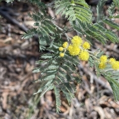 Acacia dealbata subsp. dealbata (Silver Wattle) at Tinderry, NSW - 31 Jul 2023 by JaneR