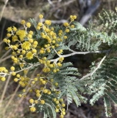 Acacia dealbata subsp. dealbata at Tinderry, NSW - 31 Jul 2023 01:01 PM