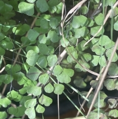 Adiantum aethiopicum (Common Maidenhair Fern) at Burra, NSW - 31 Jul 2023 by JaneR