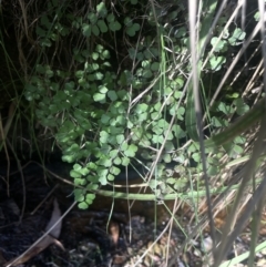 Adiantum aethiopicum at Burra, NSW - 31 Jul 2023