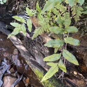 Blechnum minus at Burra, NSW - 31 Jul 2023 01:52 PM