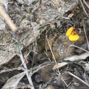 Bossiaea buxifolia at Burra, NSW - 31 Jul 2023