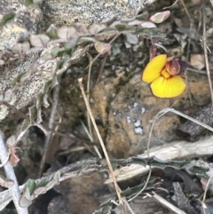 Bossiaea buxifolia at Burra, NSW - 31 Jul 2023 02:01 PM