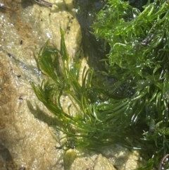 Chara sp. (genus) (A charophyte green algae) at Tinderry Nature Reserve - 31 Jul 2023 by JaneR