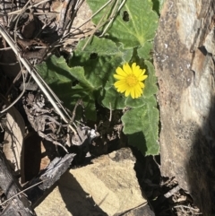 Cymbonotus sp. (preissianus or lawsonianus) (Bears Ears) at Tinderry Nature Reserve - 31 Jul 2023 by JaneR