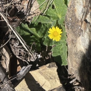 Cymbonotus sp. (preissianus or lawsonianus) at Burra, NSW - 31 Jul 2023