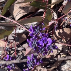 Hardenbergia violacea (False Sarsaparilla) at Tinderry Nature Reserve - 31 Jul 2023 by JaneR