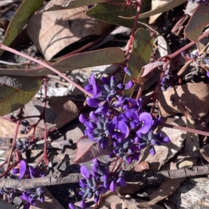 Hardenbergia violacea at Tinderry, NSW - 31 Jul 2023 12:23 PM