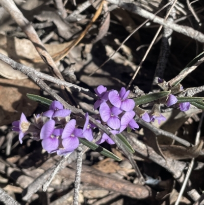 Hovea heterophylla (Common Hovea) at Tinderry, NSW - 31 Jul 2023 by JaneR