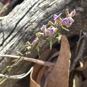 Hovea heterophylla at Tinderry, NSW - 31 Jul 2023 12:26 PM