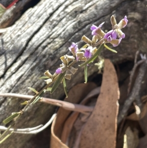 Hovea heterophylla at Tinderry, NSW - 31 Jul 2023