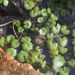 Hydrocotyle rivularis (A Pennywort) at Tinderry Nature Reserve - 31 Jul 2023 by JaneR